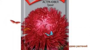 Астра обыкновенный Гранат (granat) ? астра Гранат обзор: как сажать семена астры Гранат