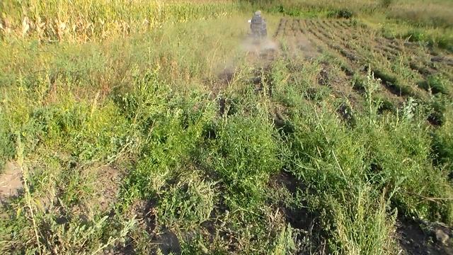 Уборка сорняков Выкопка картофеля смотреть онлайн