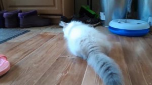 Невская маскарадная. Коткеок Сибирской кошки в Белокурихе играет с ящерицей.