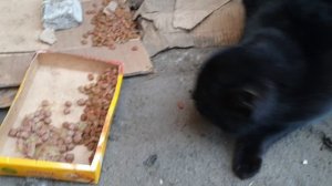 Hungry cat eats food