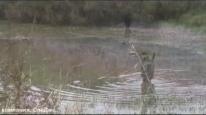 Осенняя охота на уток с подхода,в Нижегородской области.