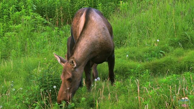 North American animals for kids: pronunciation in English (with videos)