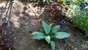 Хоста Пейсли Принт, Джун, Атлантис и другие ?☘️?