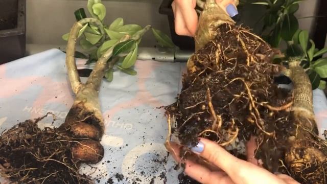 Адениумы на подвой смотреть онлайн