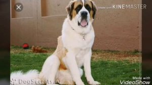 Самые красивые породы собак в мире)))