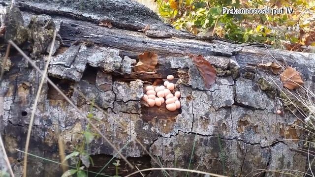 KRVOTOCNA PUHARA -Lycogala Epidendrum
