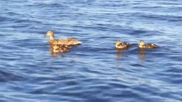 Кормлю дикую утку и утят на озере смотреть онлайн