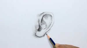 Pencil Sketch of Human Body Parts / Ear