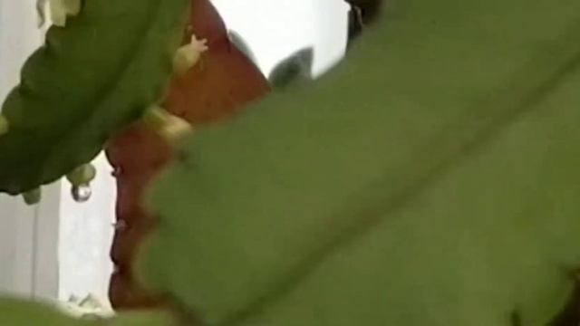 RHIPSALIS ROBUSTA CACTUS (FLOWERS) IN GREENHOUSE смотреть онлайн