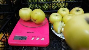 яблоня Ренет Симиренко