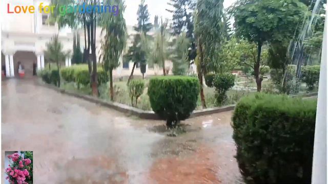 Rain in Zamindar collegeRainy seasonLovely weatherBeauty of College LifeGreenery of college law