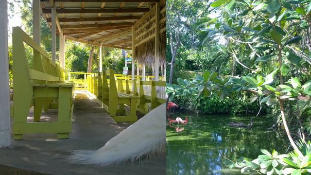 Нассау.Зоопарк.Розовые Фламинго. смотреть онлайн