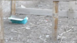 Цыплятам 2 месяца.Кучинские//Борковская Барвистая//Мастер Грей