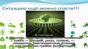 Сохраняем пораженный урожай томатов или как спасти помидоры от фитофторы, если они уже заболели