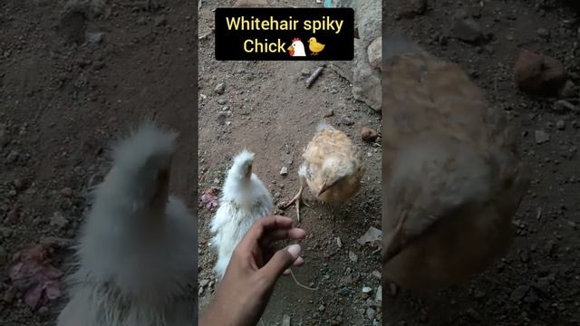 hair spiky style White Silky #shorts #youtubeshorts |M.r Pets Galaxy| смотреть онлайн