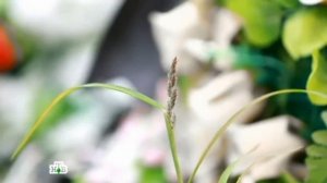 Рина Паленкова