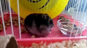 Повседневная Жизнь моего Хомяка\ Делаем Корм\Ежедневная Уборка\Гуляем\Много Ест\Толстый Хомяк