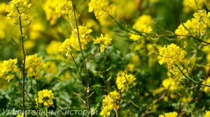 Настя застыла в шоке, узнав от кого сын у её подруги. А когда свекровь решила выгнать невестку...