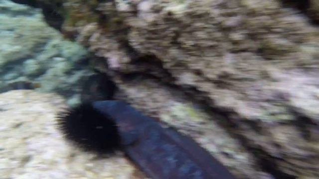 2017 09 03 GOPR0332 Хорватия Иловик Угорь на меляке смотреть онлайн