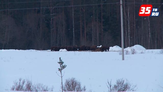 В Вологодской области живет самая северная популяция зубров смотреть онлайн