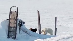 Белого медведя от Уэлена отогнали бездомные собаки