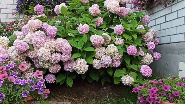 Обзор сада на 31.07.2021. Что цветёт в конце июля. смотреть онлайн