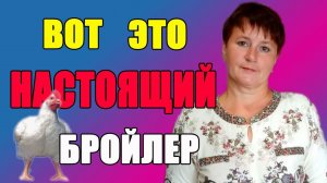 Вот это настоящий бройлер. Итог содержания.