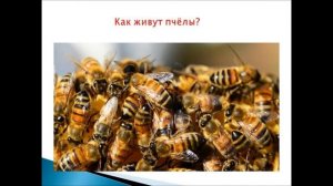 Презентация "Пчелы для детей 3-4 лет"