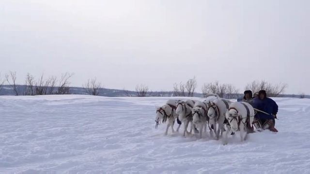 Белые олени смотреть онлайн