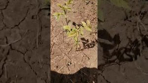 Проращивание черного ореха