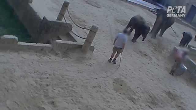 Hanover Zoo Tortures Baby Elephants смотреть онлайн