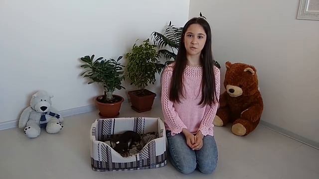 10 интересных фактов о чихуахуа смотреть онлайн