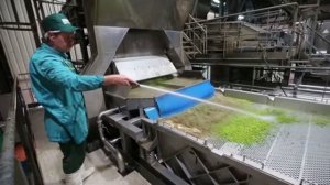 Green pea production. Производство зеленого горошка компании Bonduelle в Краснодарском крае