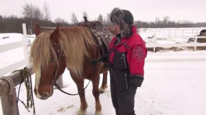 Когда пора заезжать лошадь