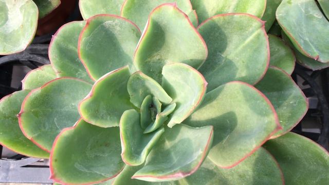 Echeveria 'Pallida Prince' 多肉植物圖鑑 巴黎王子 смотреть онлайн
