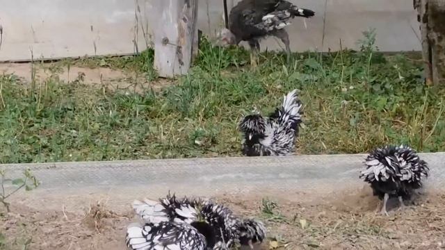 Падуан на экоферме "К5" смотреть онлайн