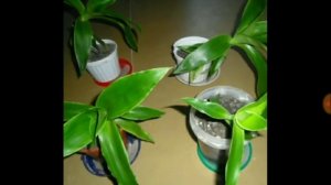 154. ЗОЛОТОЙ УС — комнатный жень-шень от 100 болезней.