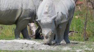 Интересные факты про носорога(Interesting facts about the rhino).