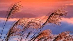 Осень! Осенние зарисовки I красивое видео про золотую осень!