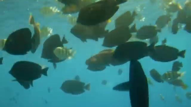 Полосатые рыбки в лазурной воде смотреть онлайн