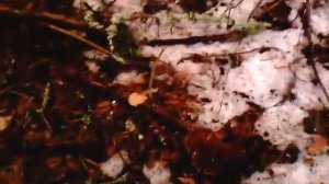 Рядовки коричневые.