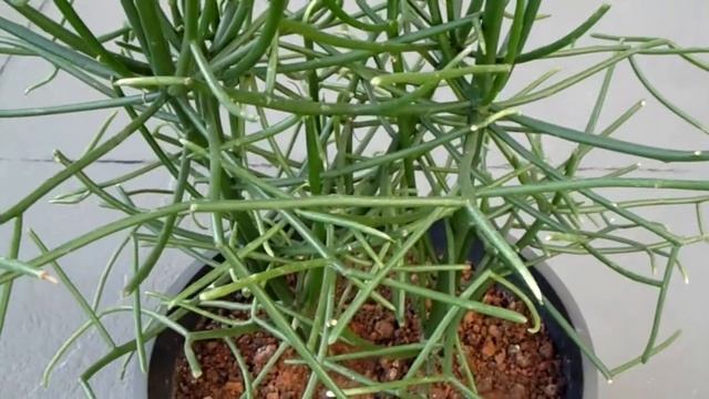 Patyczak w doniczce - Rhipsalis cassutha смотреть онлайн