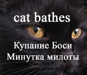 Смешные кошки Бося Банные процедуры.mp4