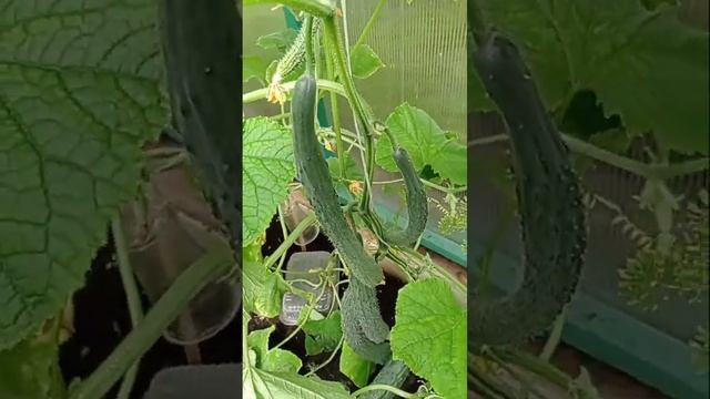 Огурец-Молодец! Изумрудный Поток ? #shorts #огород #дача #урожай #обзор #огурцы смотреть онлайн