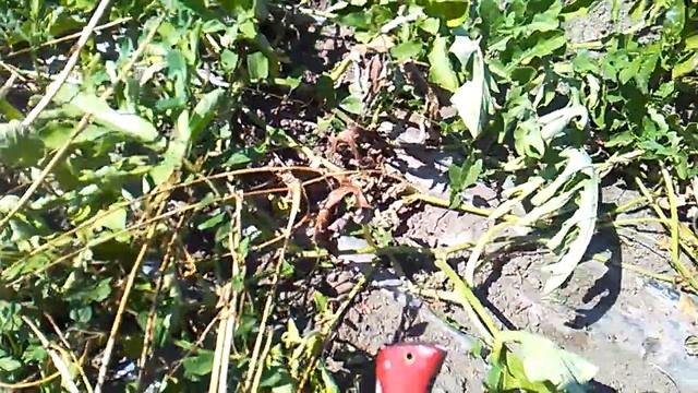 Арбуз Бедуин Крым 2018 смотреть онлайн