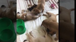 Щенки Кадебо 1 месяц