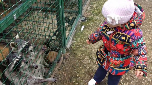 Катя кормит енотов смотреть онлайн