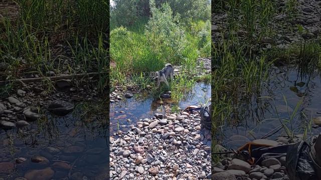 Рыбалка с Лаей на берегу реки. смотреть онлайн