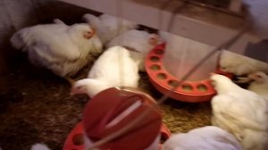 Бройлеры Кобб 500 и Росс 308, 50 дней