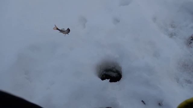 АКТИВНЫЙ ОКУНЬ в ГЛУХОЗИМЬЕ! Ловля на МОРМЫШКУ! ACTIVE PERCH IN THE WILDLIFE! Fishing for Mormyshka